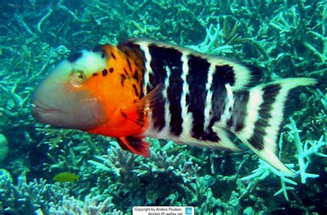 Cheilinus Fasciatus Banded Maori Wrasse Floral Wrasse Red Banded