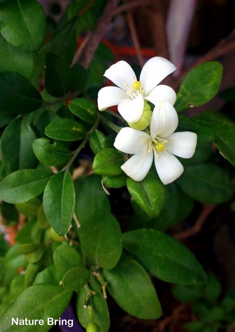 Wondering which plants will attract native bees and other pollinators to your garden? How to grow Kamini | Orange Jasmine | Growing Murraya ...