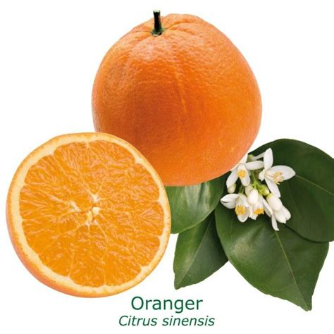 Oranger Oranger Doux Citrus Sinensis Boutique Du Jardin