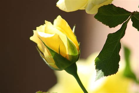 Single Yellow Rose Wallpapers Wallpaper Cave