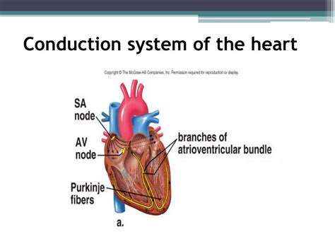 Ppt Mechanic Work Of The Heart Powerpoint Presentation Free