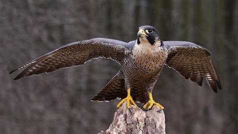 Peregrine Falcon Urban Raptor Conservancy