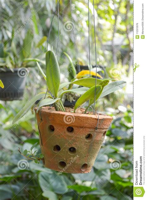Green Plant On Clay Pot Hanging In Nature Garden Stock
