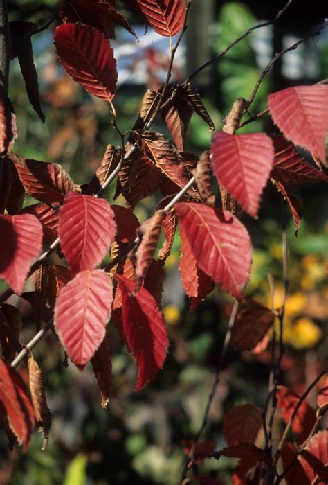 Plant A Blue Beech Tree For The New Year Community Blogs