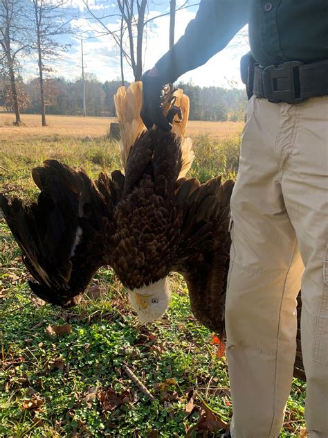Bald Eagle With Broken Wing Dies From Injuries After Conway Police