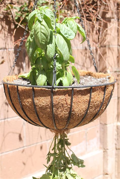 Embellish Tutorial Upside Down Hanging Tomato Plant