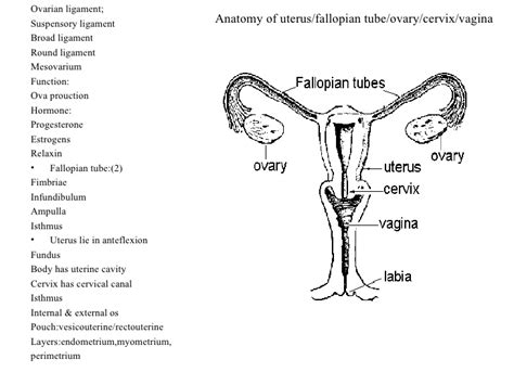 The female reproductive organs are responsible for many functions in the body. Female Reproductive System