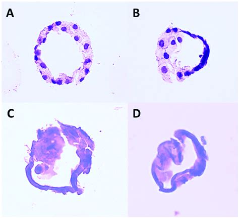 Histological Cuts Of Various Paraffin Embedded Blastocysts A