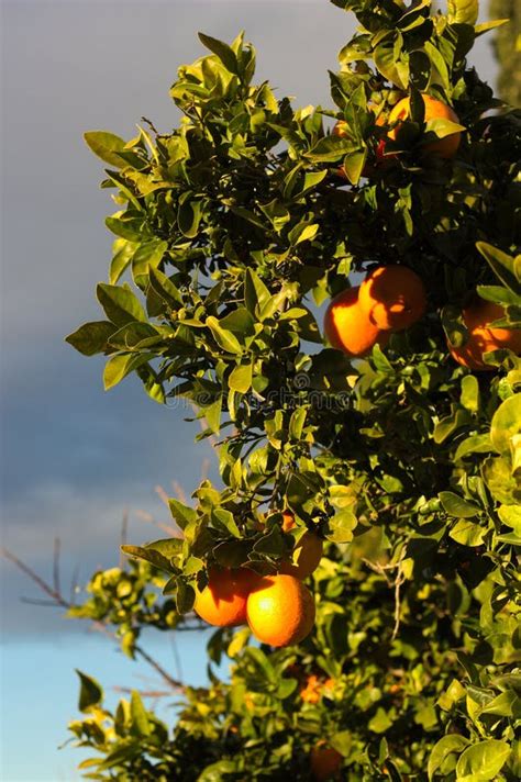 Branches Of An Orange Tree From Which Oranges Hang Stock Photo Image