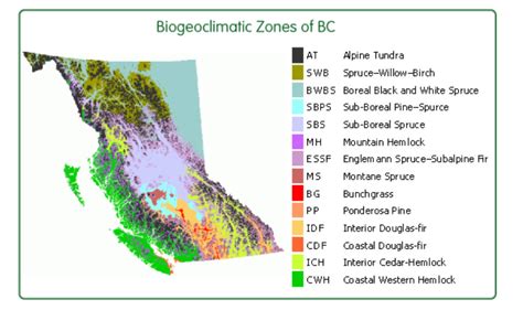 Forests In The Making How Bc Is Adapting Forest Regeneration Practices
