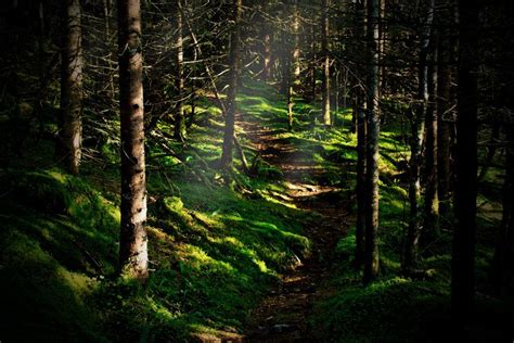 Image Result For Enchanted Woods Enchanted Wood Wood Enchanted