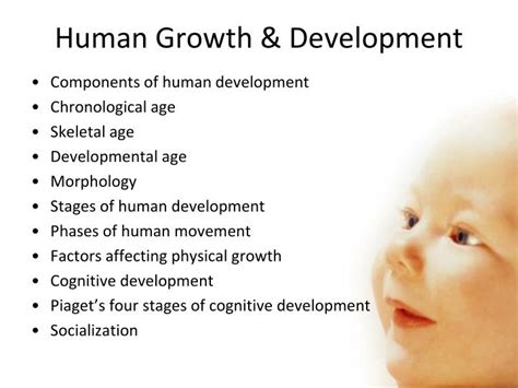 Stages Of Human Growth And Development Chart