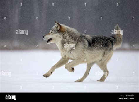 Eastern Timber Wolf Canis Lupus Lycaon Nature Stock Photo Alamy