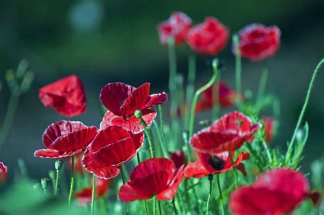 How To Care For An Oriental Poppy Plant 2022