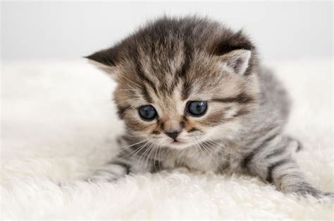 I know this is a random video but i don't give a frick thanks for watching!(tem shop song). Fluffy kitty.