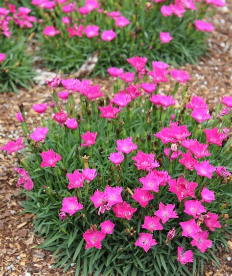 Pro Pick Dianthus Leave In Outdoor Plants Outdoor Gardens Backyard