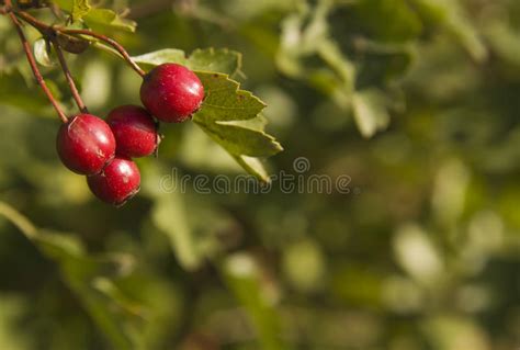Hawthorn Fruit Of Autumn Stock Image Image Of Shrub 11042993