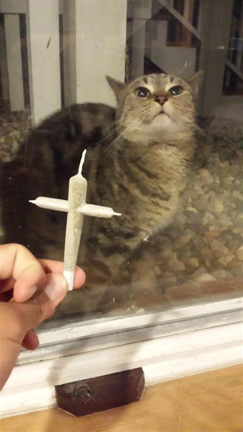 My Cat Hates Crosses Apparently Trees