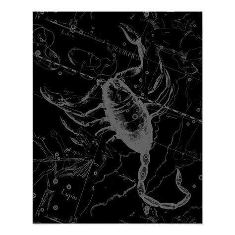 Scorpio Constellation Hevelius 1690 On Black Poster Zazzle