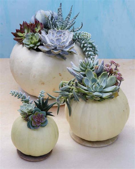 Succulent Planter Pumpkins Martha Stewart