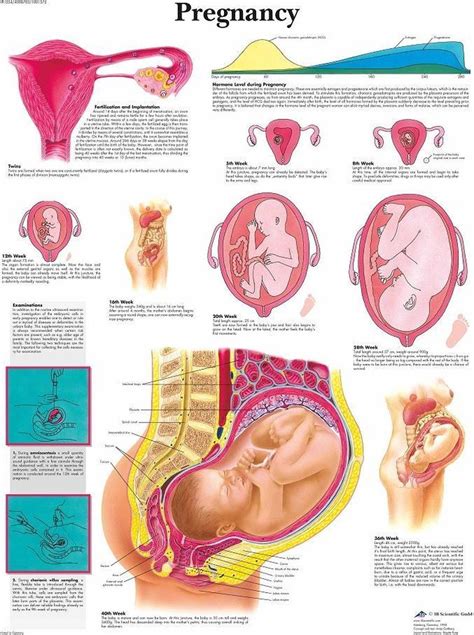Het Menselijk Lichaam Poster Zwangerschap Gelamineerd Cm Artofit