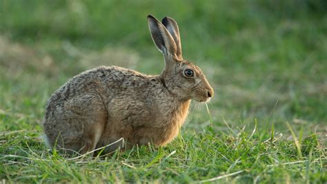 Imagini cu iepuri salbatici : România are probleme cu iepurele... | Obiectiv.info