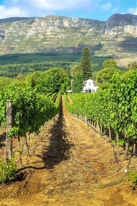 Stellenbosch Wine Region In South Africa South Africa Tourist South