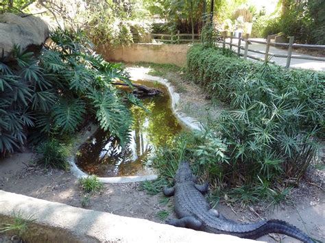 American Alligator Exhibit Zoochat