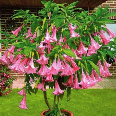 The Angel Trumpet Brugmansia Adds Beauty To Your Outdoor Space