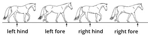 Hoofloose Footfalls Explained Graham Equestrian Center