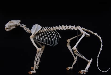 Leopard Seal Skeleton