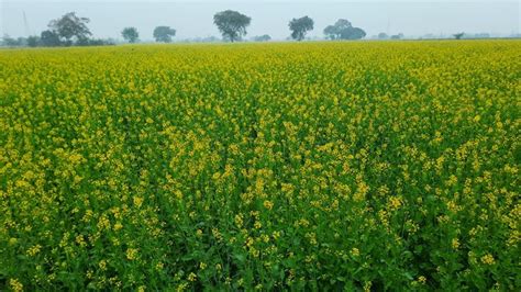 Growing More Mustard Can Make India Self Sufficient In Edible Oils