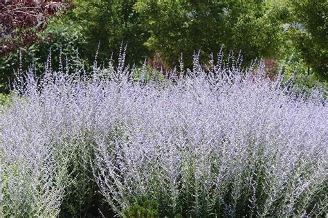 How To Grow And Care For Russian Sage Salvia Yangii