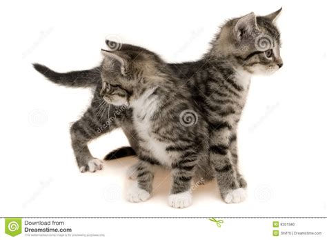 Two Cute Cats Stock Photo Image Of Curiosity Feline