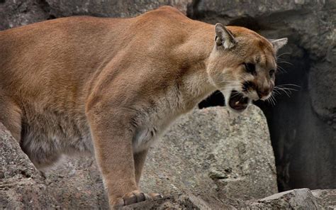 1680x1050 1680x1050 Cougar Wallpaper For Desktop Coolwallpapersme