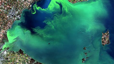 Massive Toxic Algae Blooms Predicted In Lake Erie And Gulf Of Mexico