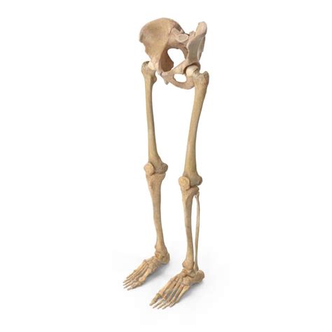 Human Legs And Pelvis Bones By Pixelsquid360 On Envato Elements