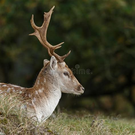 Fallow Deer During Mating Season Stock Image Image Of Game Fall