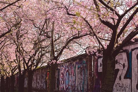 Sebab, dengan sesuatu yang bergambar akan lebih mudah mengaplikasikan materi. Terkeren 30 Background Pemandangan Taman Bunga Sakura - Galeri Bunga HD