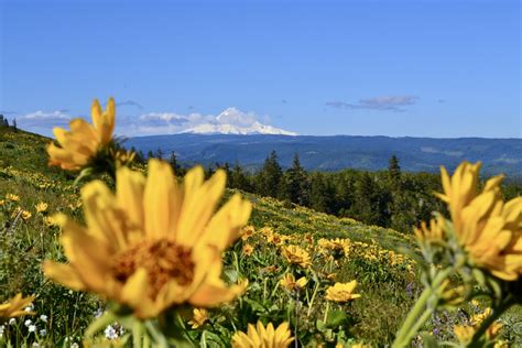 Oregon Wildflowers The Best Wildflower Hikes Oregon Tails