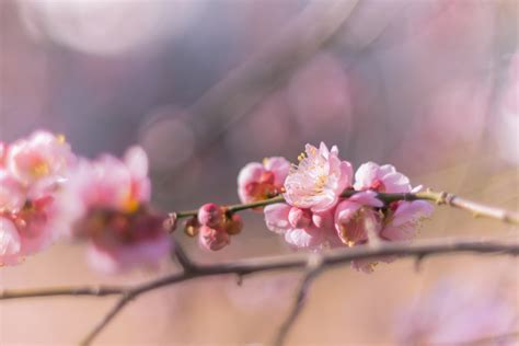 Wallpaper Japan Park Branch Cherry Blossom Pink Spring Tokyo Panasonic F Nikkor