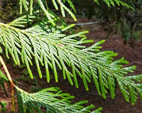 Thuja Plicata Western Red Cedar 10 000 Things Of The Pacific Northwest