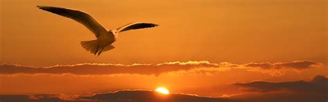 Free Images Bird Wing Cloud Sky Sun Sunrise Sunset Morning
