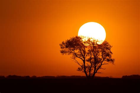 Sunrises And Sunsets Sun Silhouette Trees Nature