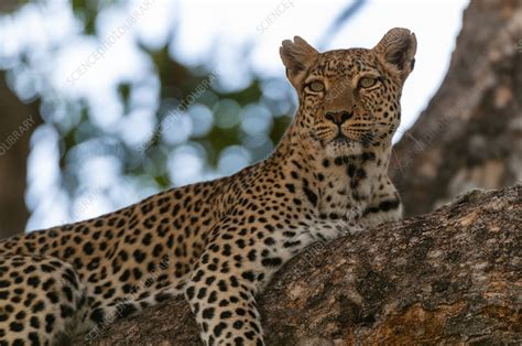 Female Leopard Rests On A Large Tree Branch Stock Image C0545102