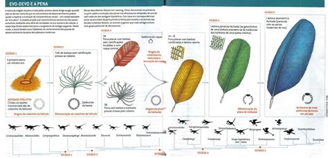 Tipos De Penas Das Aves
