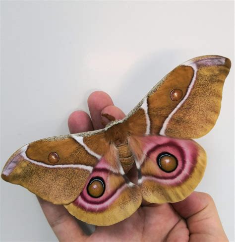 Deaf Moths Evolved Noise Cancelling Scales To Evade Predators