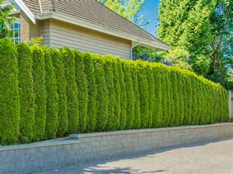 Create Your Own Privacy Wall With 1 Of These 4 Popular Evergreens Ppm