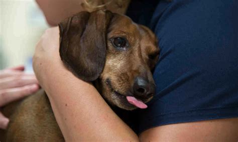 While that alarming statistic has grown in recent years as a pet lover, you may wonder what causes cancer in dogs and how can you recognize the symptoms? 20 Early Warning Signs of Canine Cancer