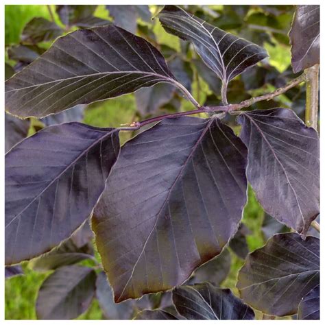 25 Copper Beech 2 3ft Purple Hedging Treesstunning All Year Colour 60